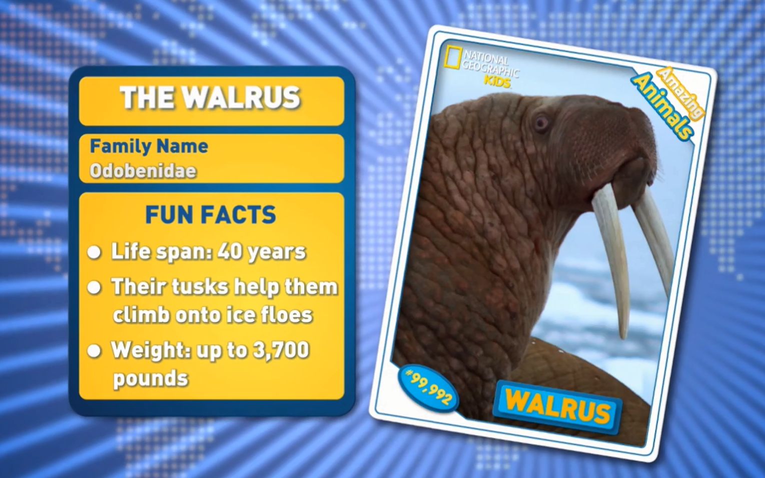 [图]Walrus -Amazing Animals 神奇的动物