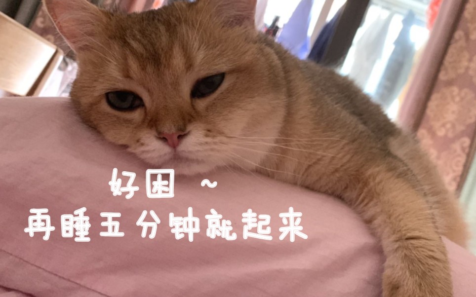 【橘猫金渐层】我就再睡五分钟 上班不会迟到的_哔哩哔哩 (゜-゜)つロ
