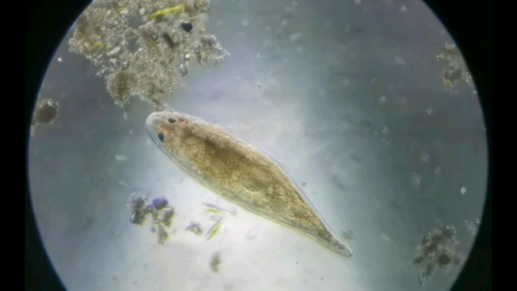 池塘中的微生物34(～200x光学放大)(涡虫?-智慧的眼神)