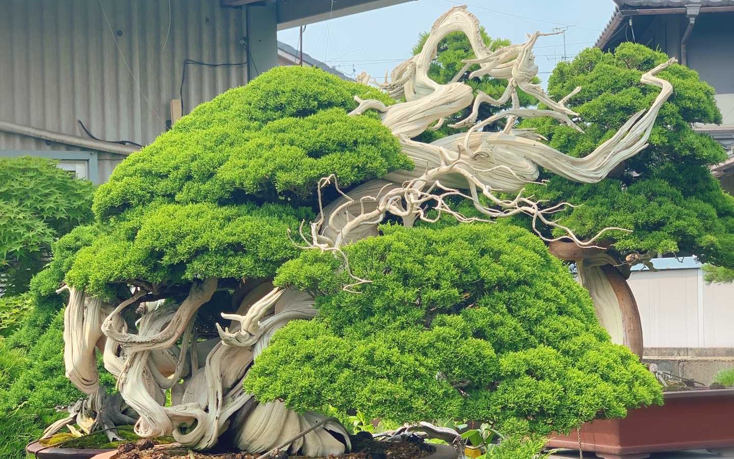 大岛明树盆景园