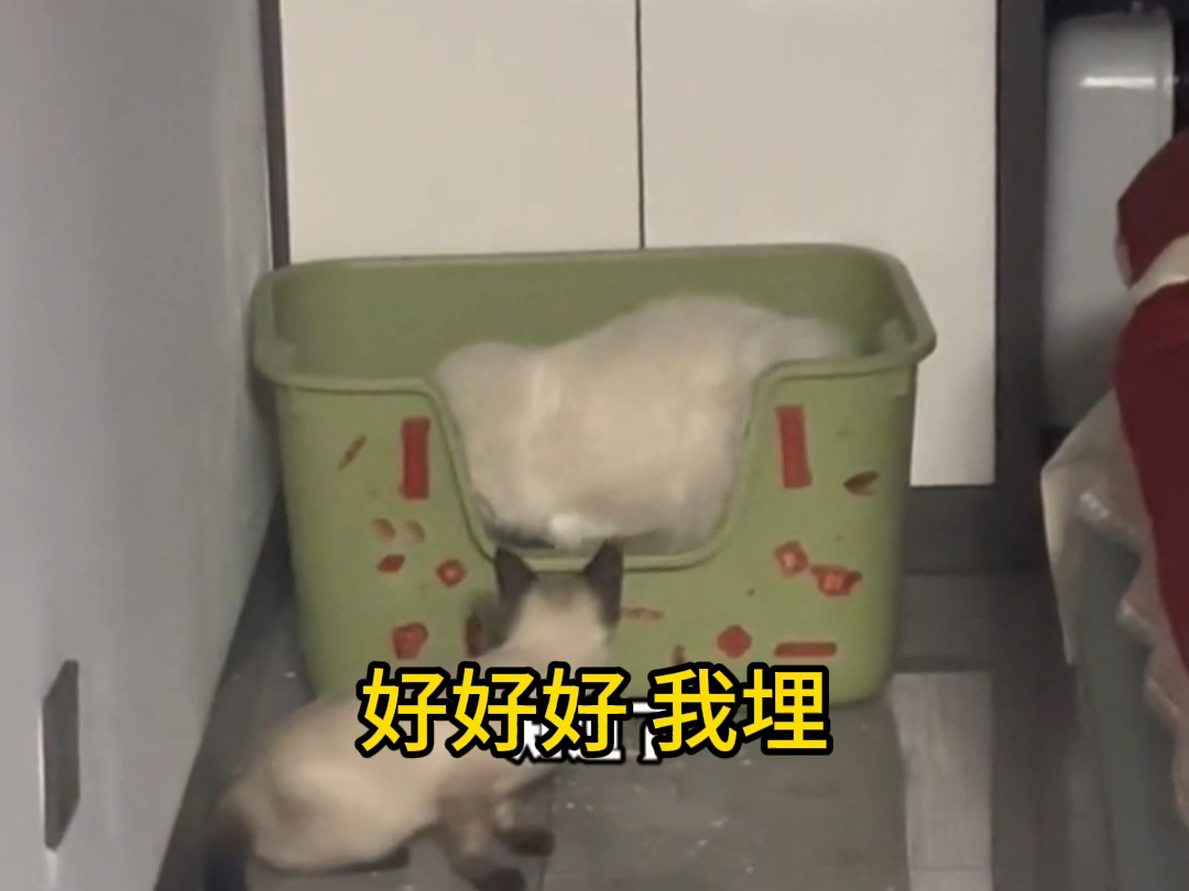 猫界的老妈子,歇罗猫#被迫营业的猫猫 #猫咪的迷惑行为 #暹罗猫哔哩哔哩bilibili