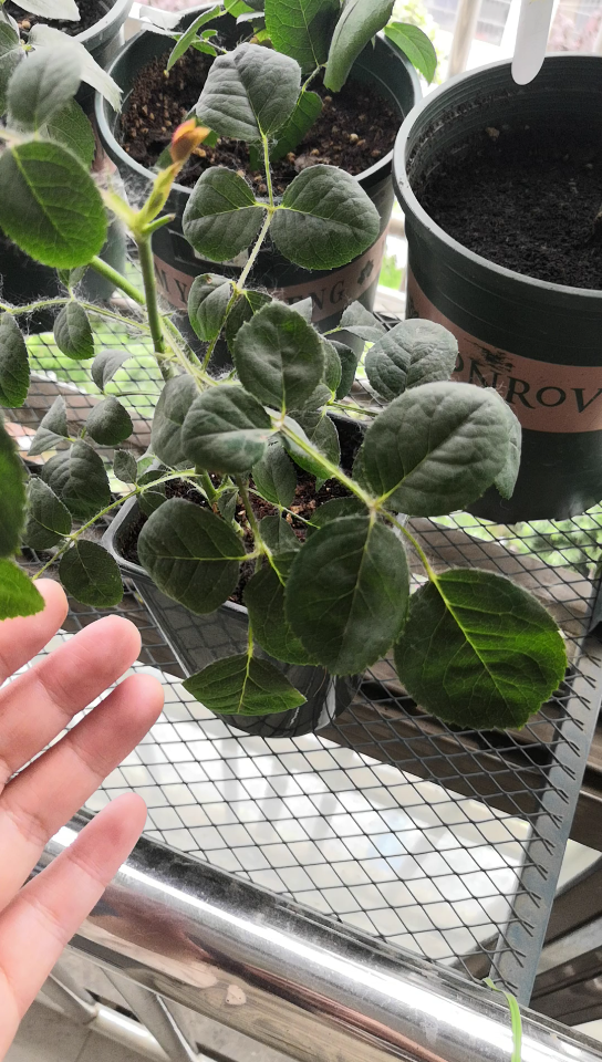 从小圆叶子辨认瑞典女王