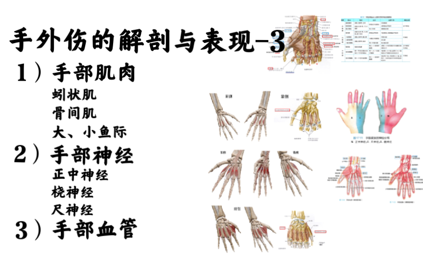 手外伤的解剖与表现3:手肌、手部神经、血管哔哩哔哩bilibili