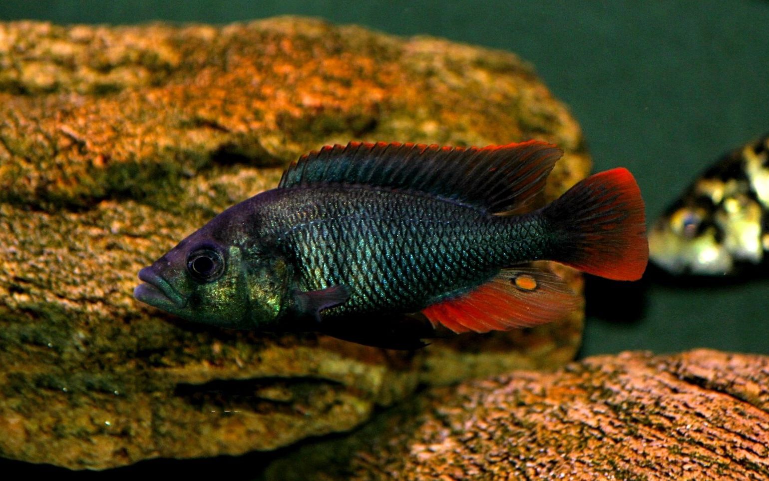 大唇朴丽鱼(ruti)| 维鲷三湖慈鲷热带鱼观赏用原生鱼