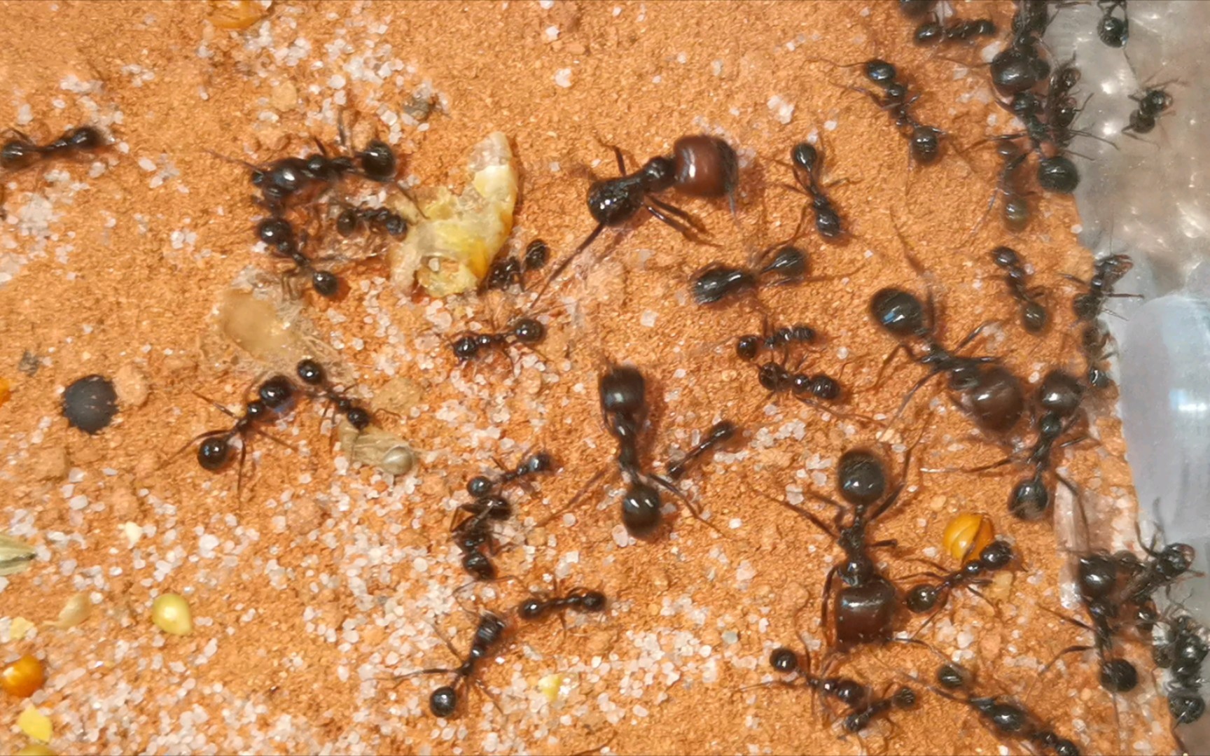 巢中景象!300工原生收获蚁集体入巢实录!