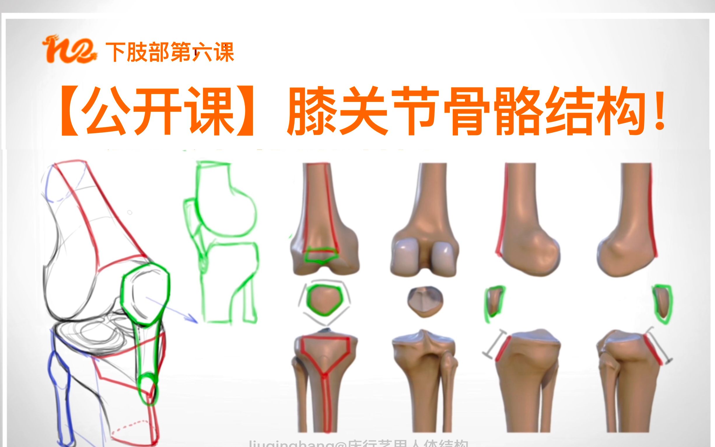 【下肢部公开课】膝关节骨骼结构!不懂膝盖结构的看过来!哔哩哔哩bilibili