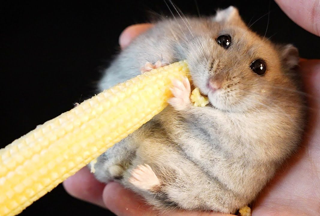 小仓鼠吃玉米