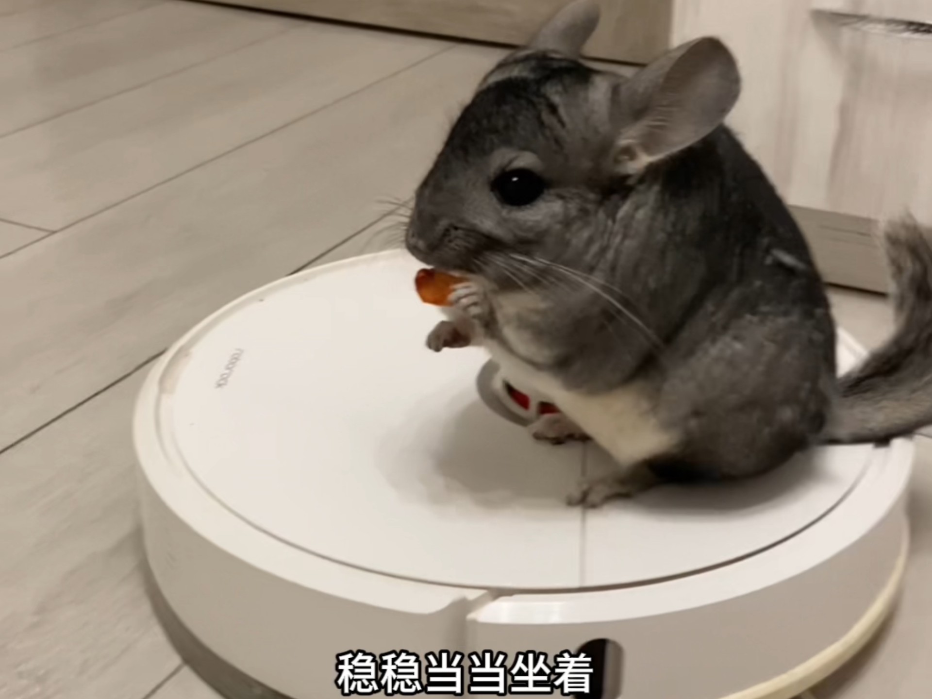 谁能拒绝一只性格好的毛丝鼠?