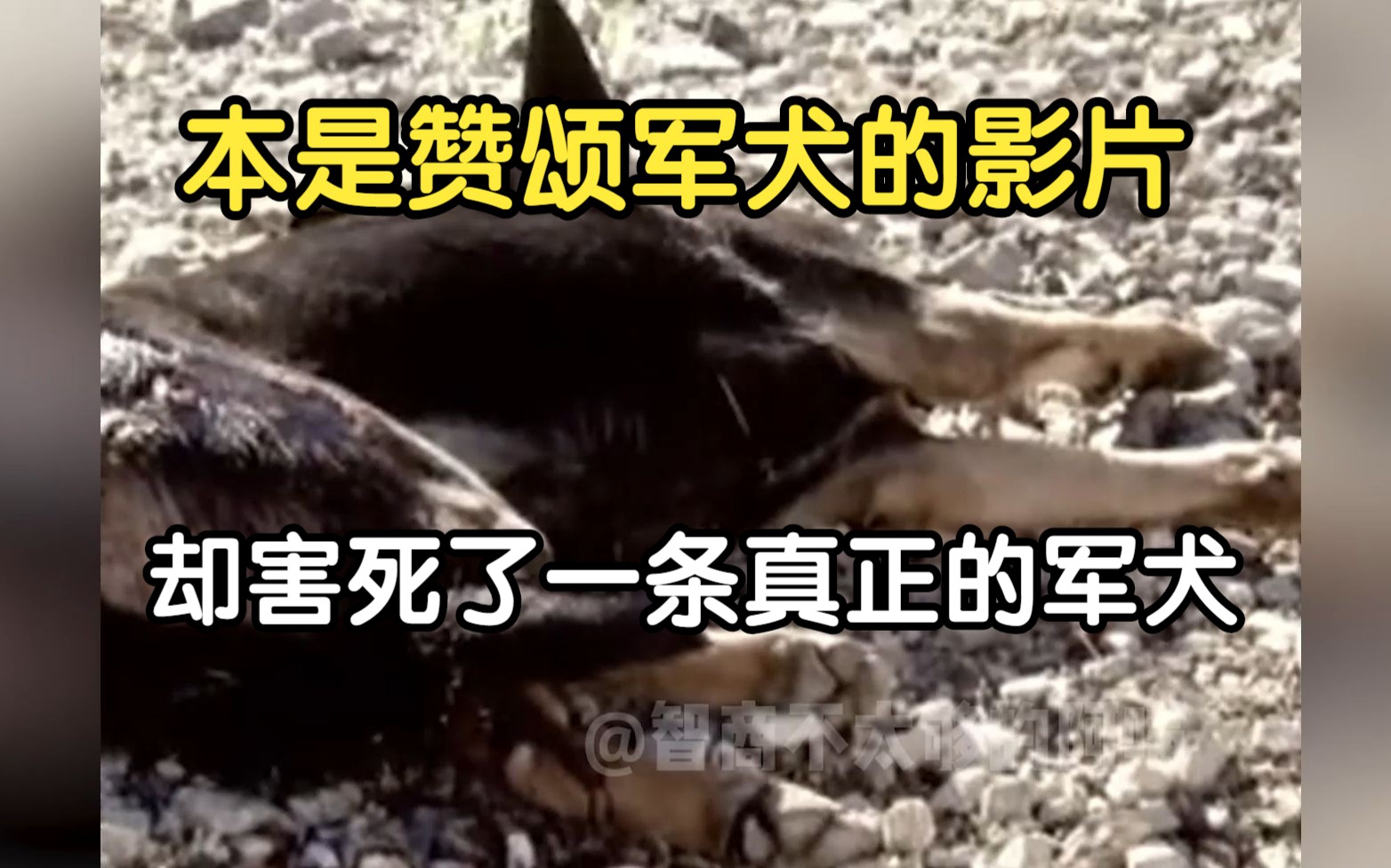 [图]“本是一部赞颂军犬的影片，却害死了一条真正的军犬”