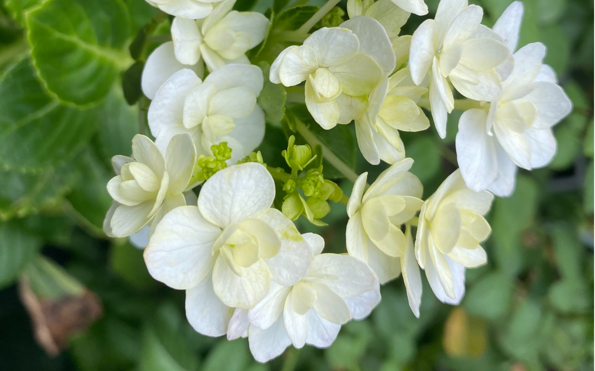 懒惰up主之两个月前的惊喜平顶绣球泉鸟复花