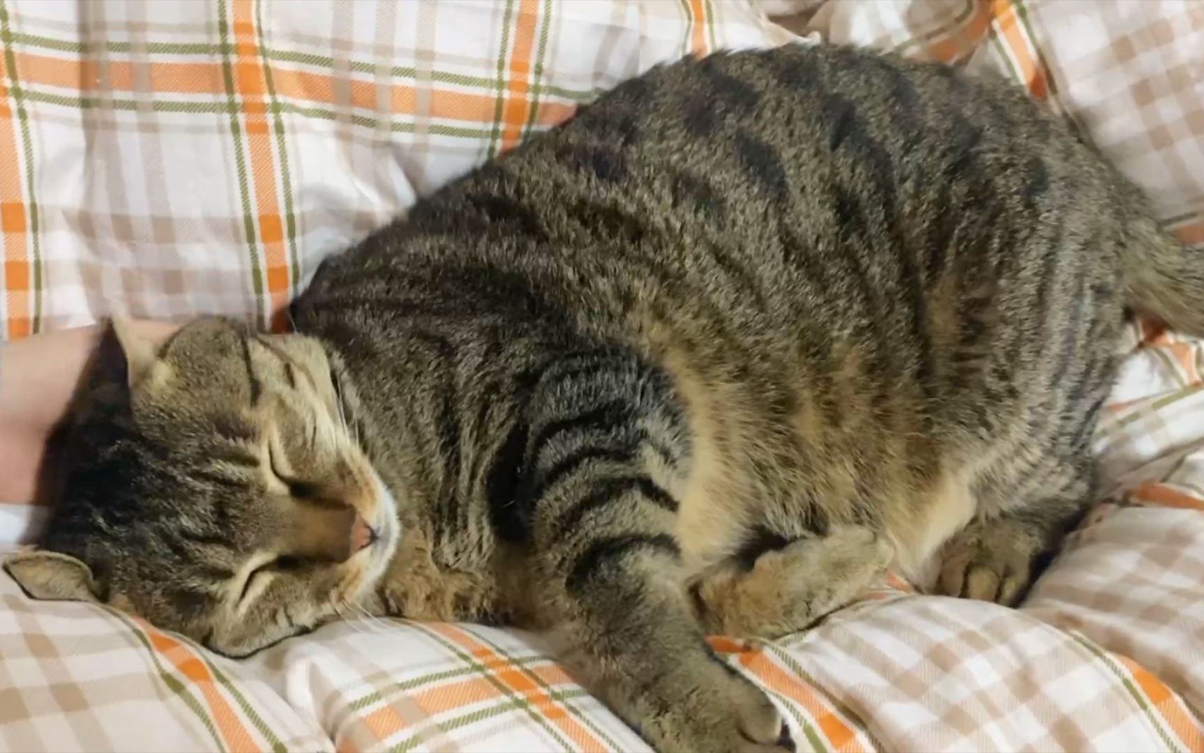 狸花猫睡着怎么喊都不起,像不像平时赖床的你_哔哩哔哩_bilibili