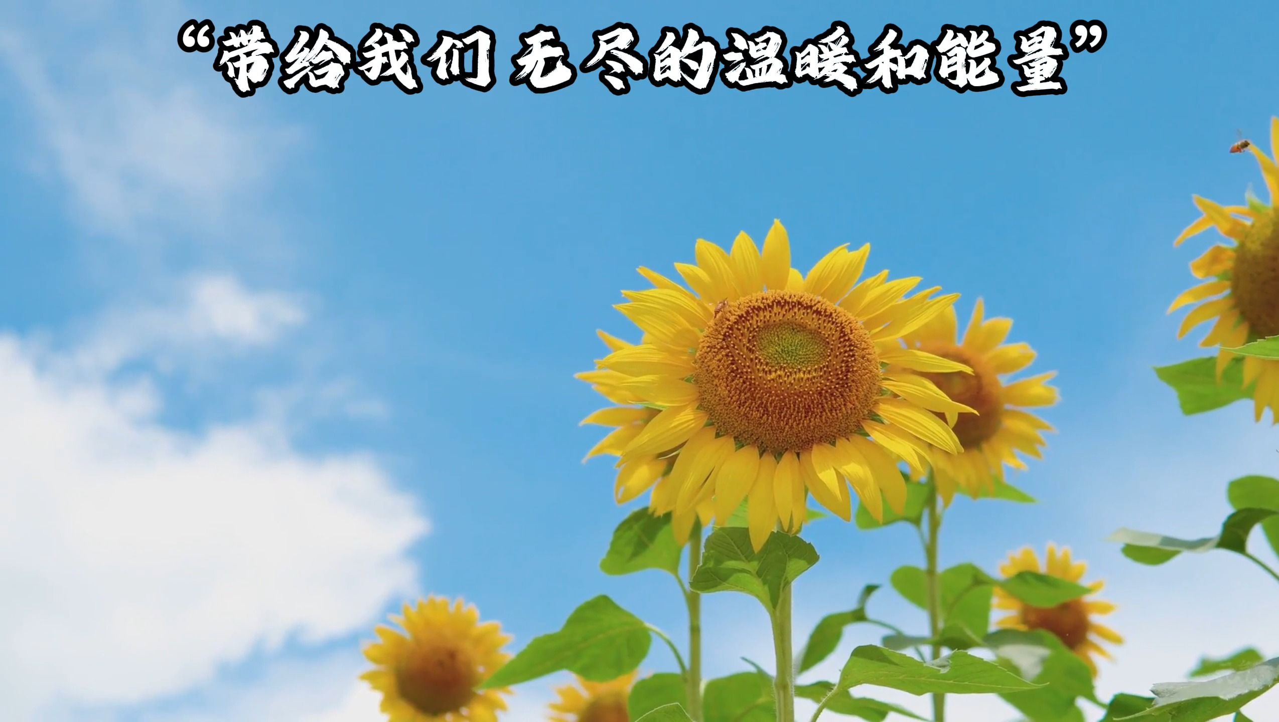 向日葵|花语 祝 3月25日 过生日的朋友们 生日快乐|第44天