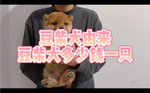 Download Video: 豆柴犬多少钱一只？豆柴犬是怎么由来的？