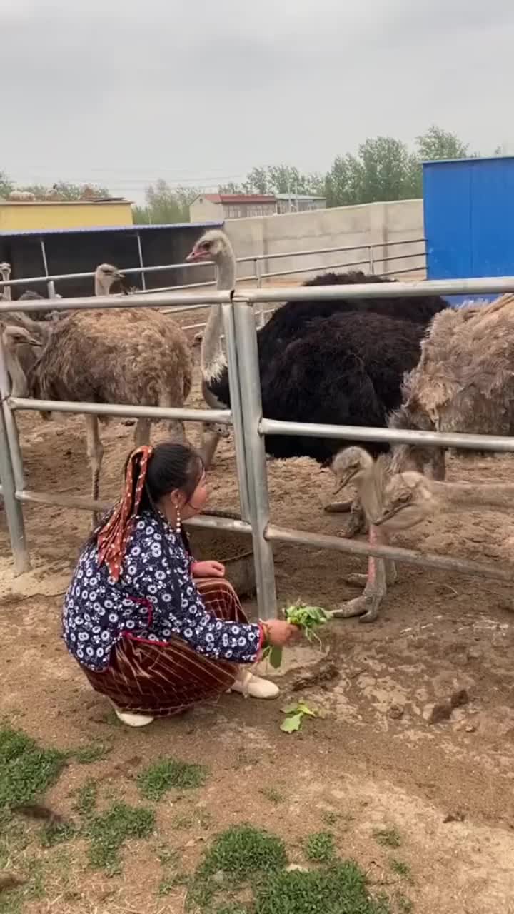 鸸鹋油就是从它身上提炼出来的哔哩哔哩bilibili