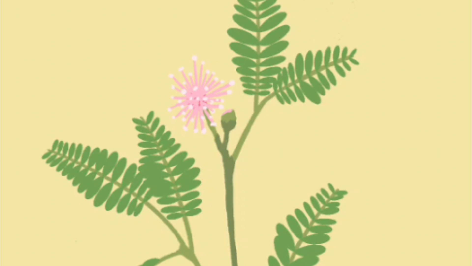 再玩亿关 17-10 含羞草