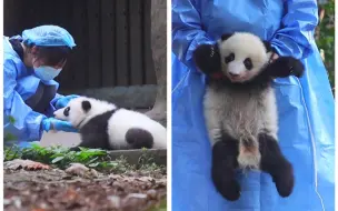 Скачать видео: 琳姐和扁扁今天一岁了，生日快乐。【大熊猫艾琳、艾斯】