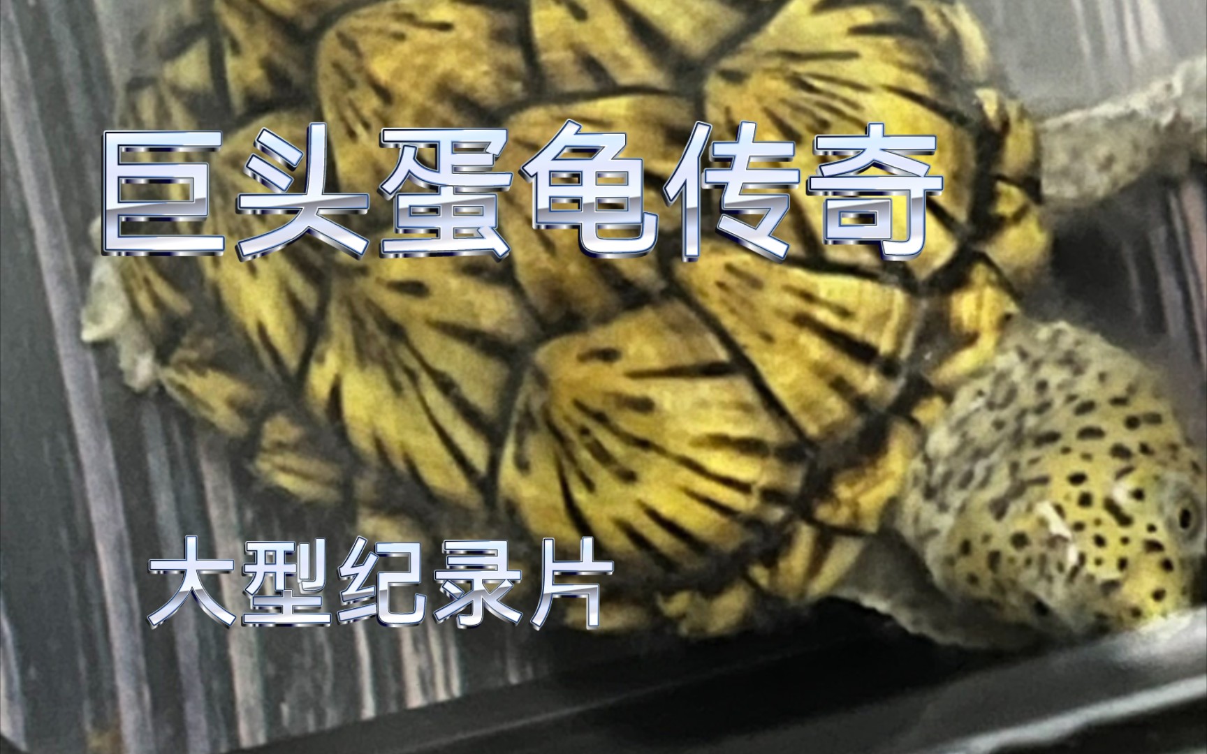 [图]大型纪录片一巨头蛋龟传奇