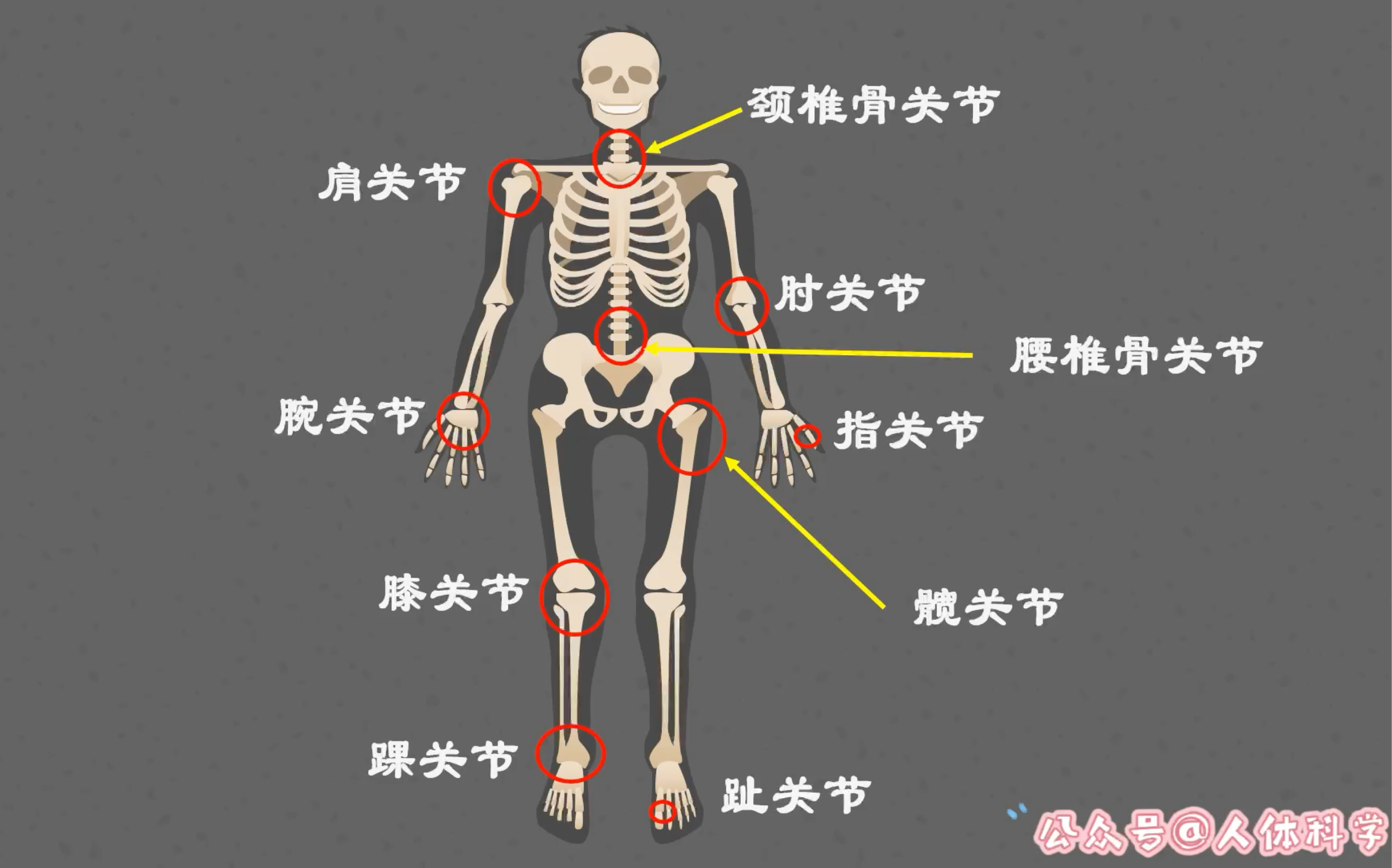 [图]【骨骼系统】这里是小野莎莎解剖学教室