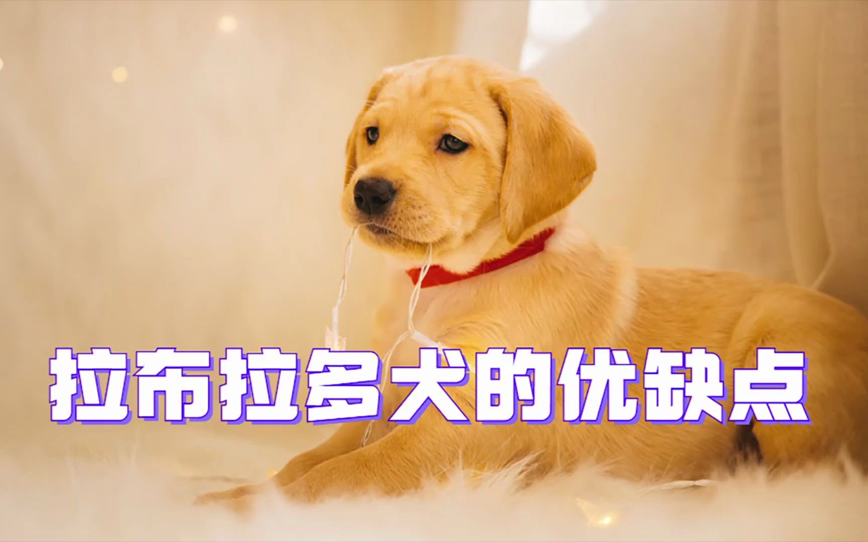 拉布拉多犬的优缺点,你了解吗?哔哩哔哩bilibili