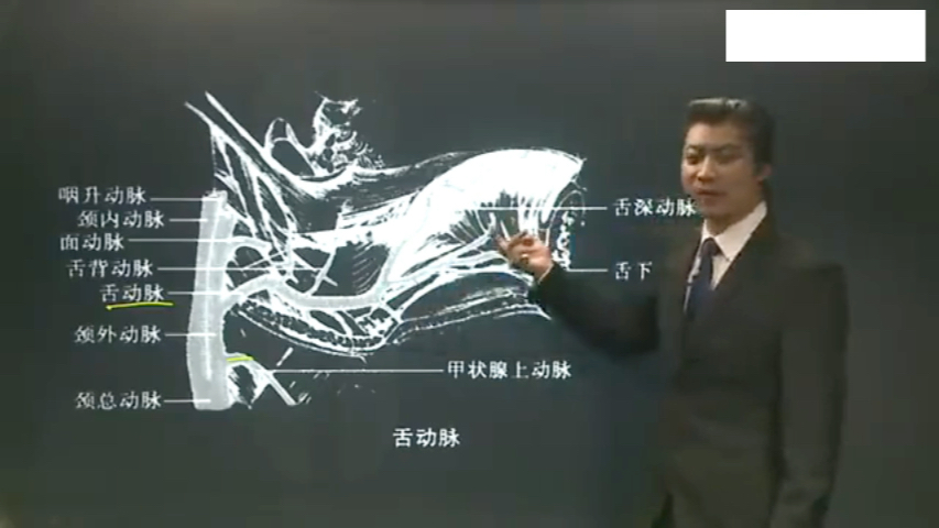 口腔解剖学 0304 血管哔哩哔哩bilibili