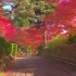 【4K日本】世界遗产  平泉中尊寺中盛开的红色秋叶