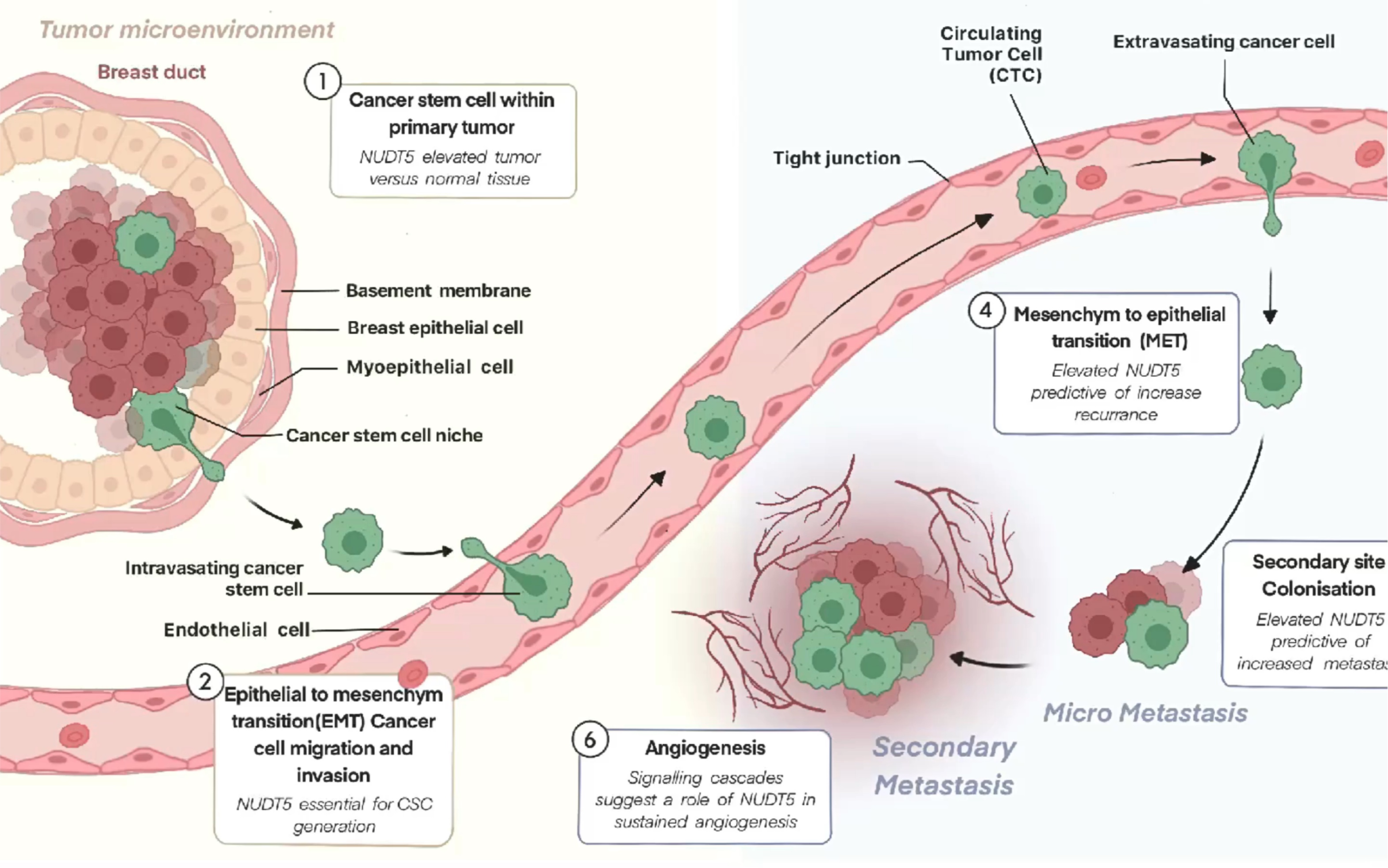 医学插画|肿瘤学|乳腺癌转移机制|科研绘图|sci仿图|医学生|医学生的