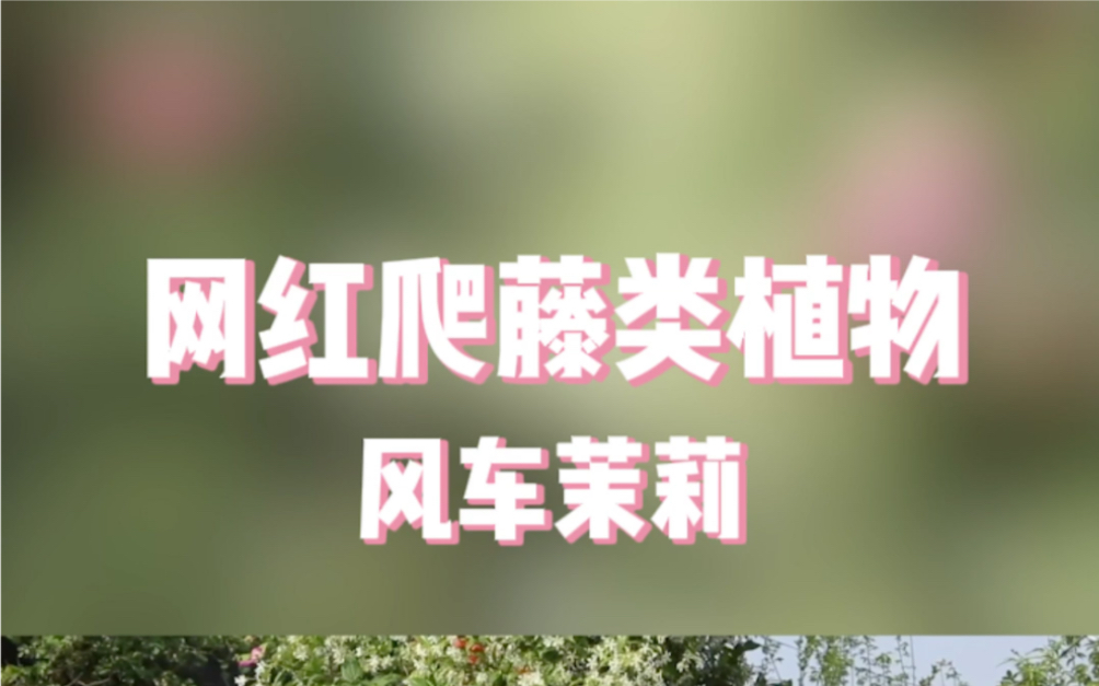 网红花墙推荐—风车茉莉哔哩哔哩bilibili