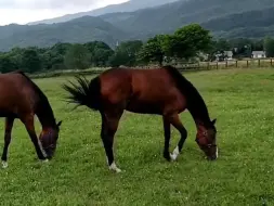 Скачать видео: 240718 放牧中的小莲