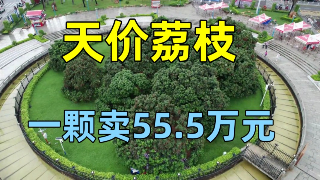 实拍增城挂绿天价荔枝,一颗卖出55.5万元,挖护城河专人看守哔哩哔哩bilibili