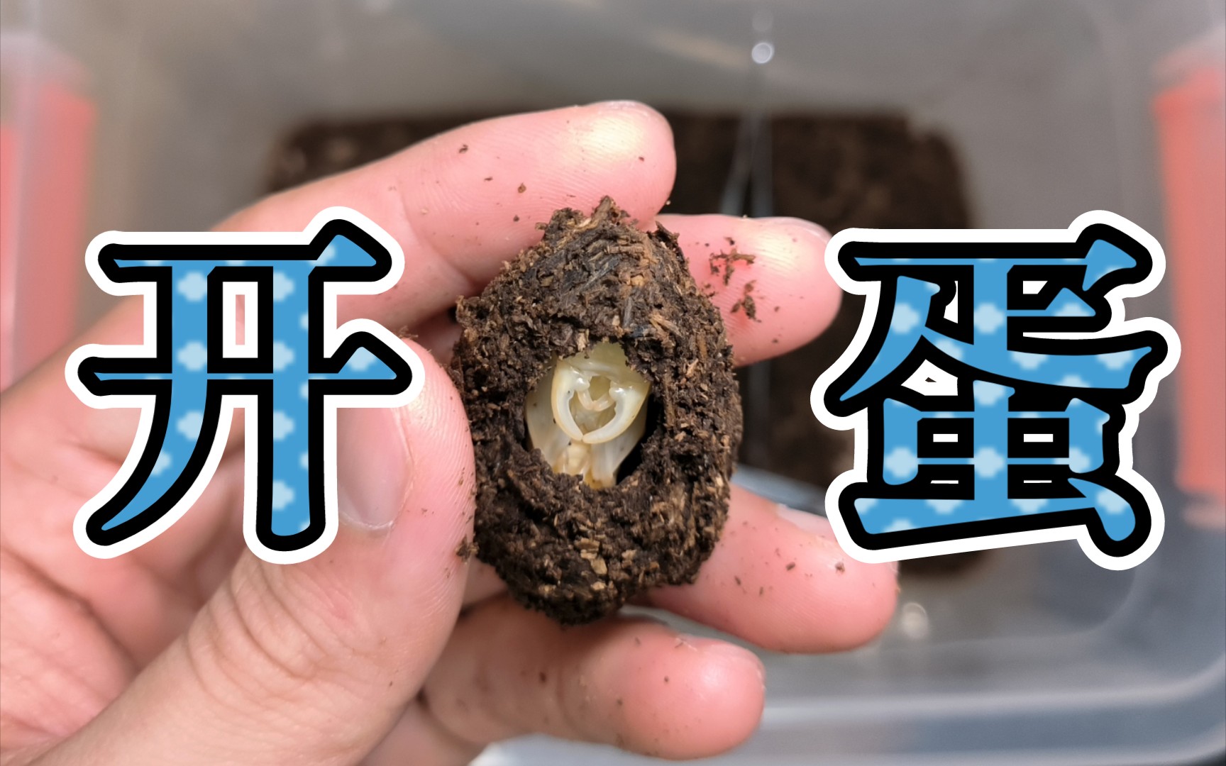 【甲虫土蛋系列】星肥角锹甲土蛋开天窗