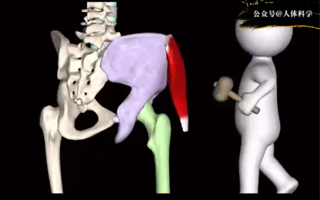 【臀中肌】起止点及肌肉功能运动解剖哔哩哔哩bilibili