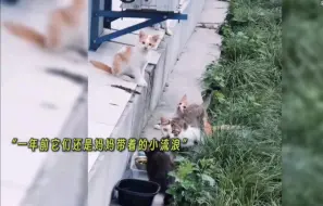 Download Video: 一群有礼貌的流浪猫，每次都拿礼物来换吃的...#流浪猫 #猫咪 #一定看到最后 #流浪猫救助