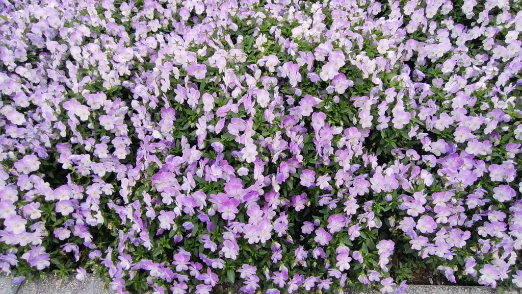 角堇花海_哔哩哔哩_bilibili