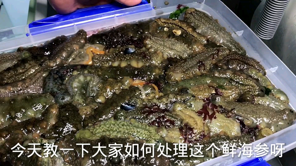 安子教你青岛家庭版鲜海参处理方法,快点收藏吧哔哩哔哩bilibili