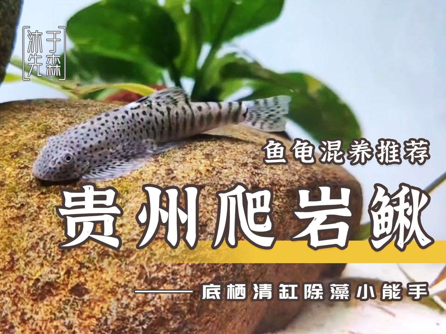 鱼龟混养之贵州爬岩鳅篇-龟缸除藻小能手