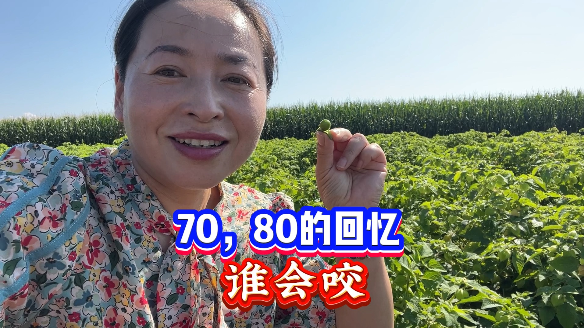 70和80年代的回忆,看看谁还会咬他?东北黄菇娘成熟了哔哩哔哩bilibili