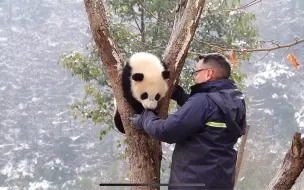 Скачать видео: 阳花崽：想让我下树可以，给我咬两口