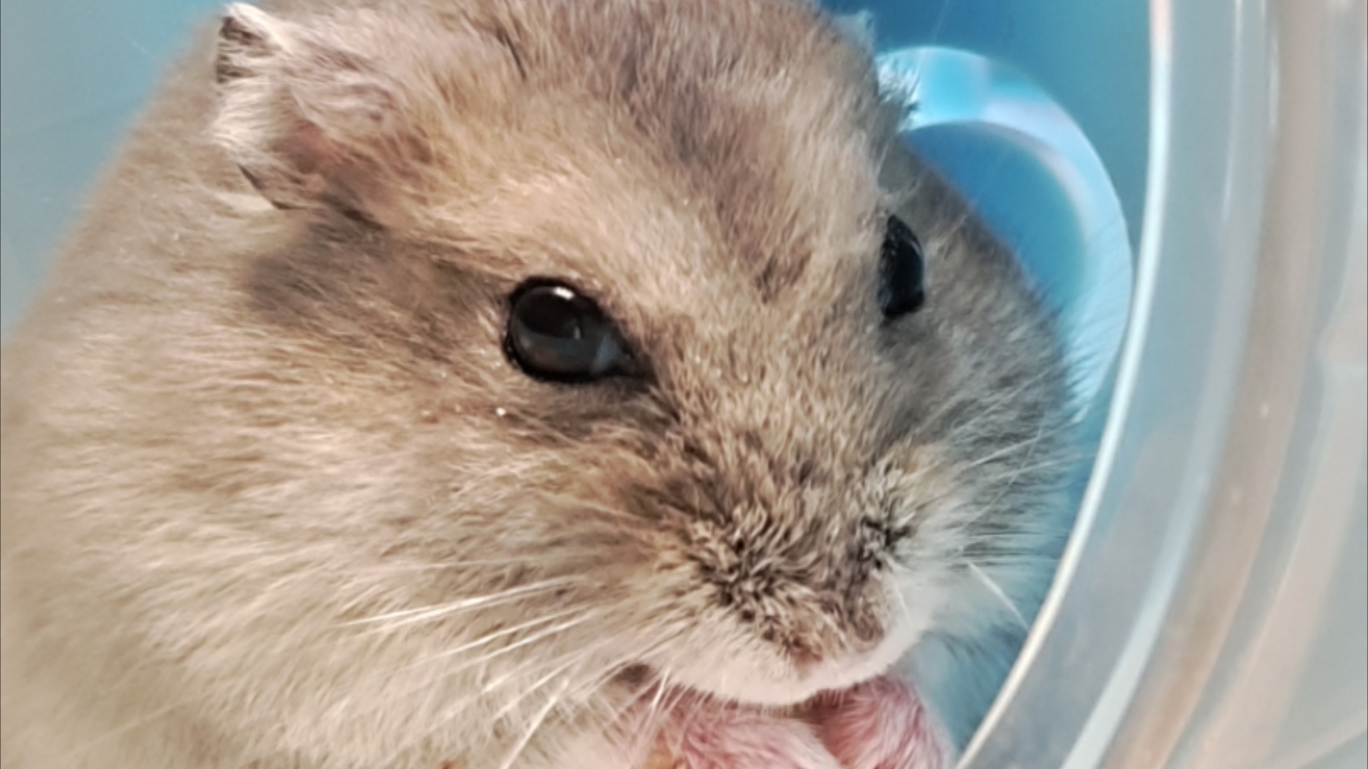 可爱的仓鼠卡点音乐阿呆时刻