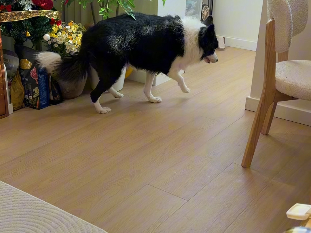 这就是为什么不要养边牧…