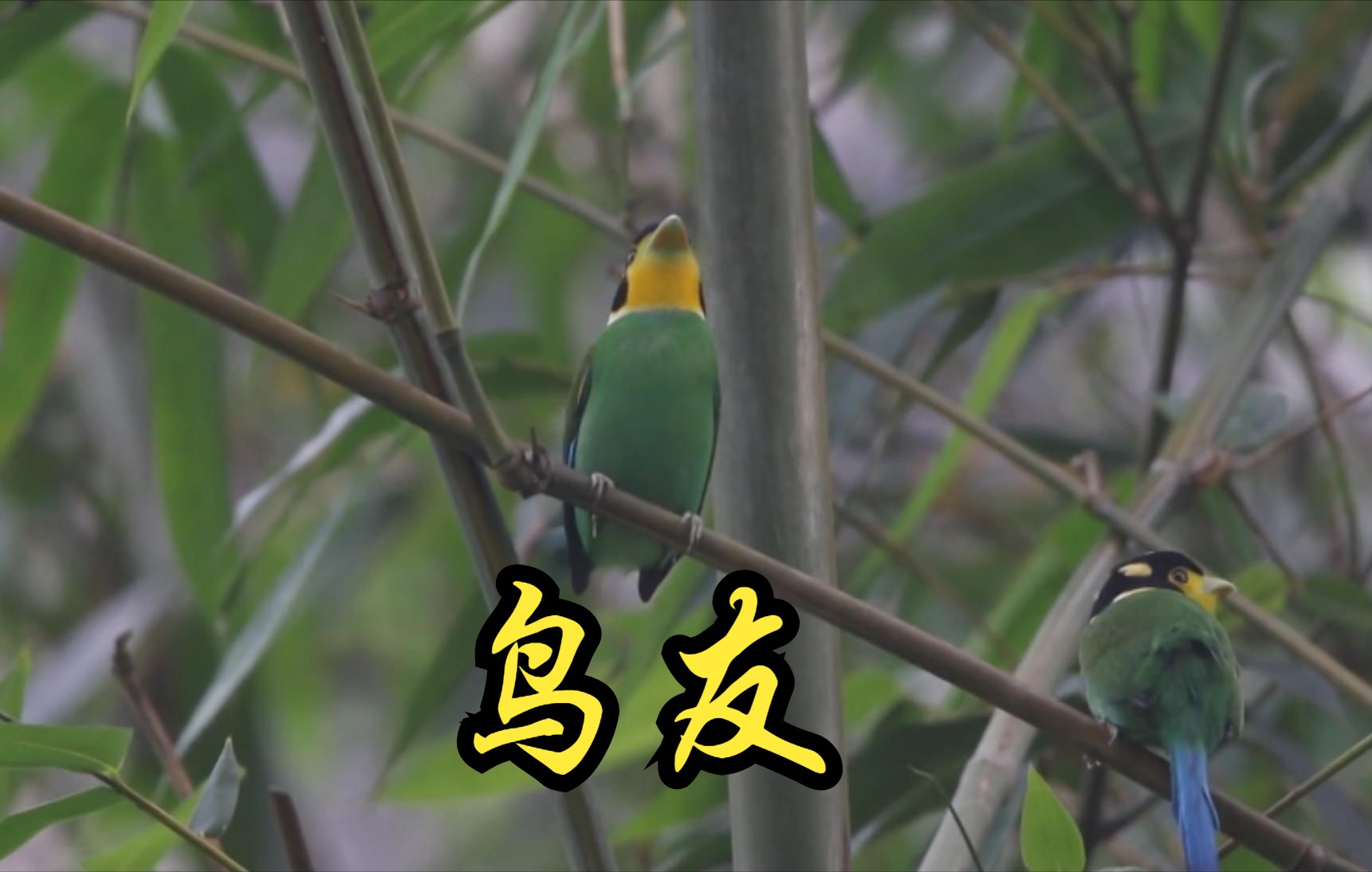 [图]【中国】【纪录片】鸟友 Bird friend