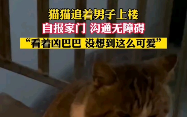 [图]猫猫追着男子上楼，自报家门，沟通无障碍“看着凶巴巴的，没想到这么可爱”