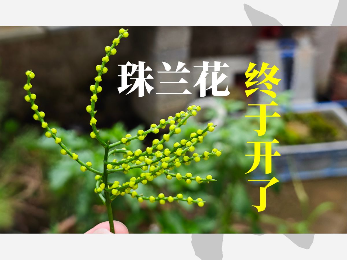 终于等到珠兰花开了!珠兰花茶即将上线!哔哩哔哩bilibili