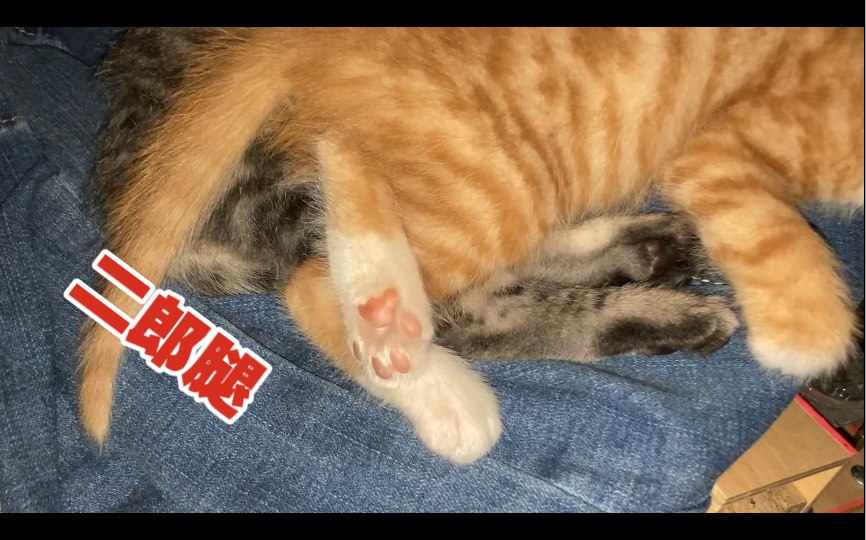 小猫咪睡觉跷二郎腿