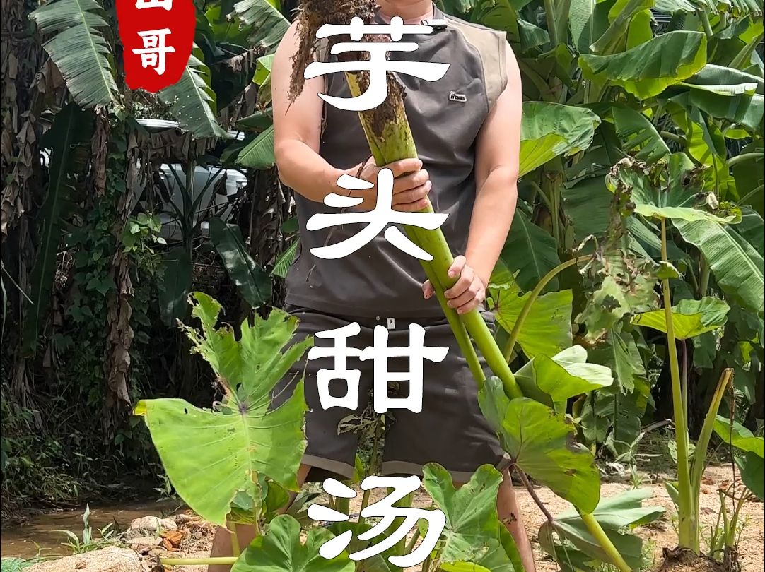 在潮汕,芋头可以做出百道美食,比如芡实芋头甜汤哔哩哔哩bilibili