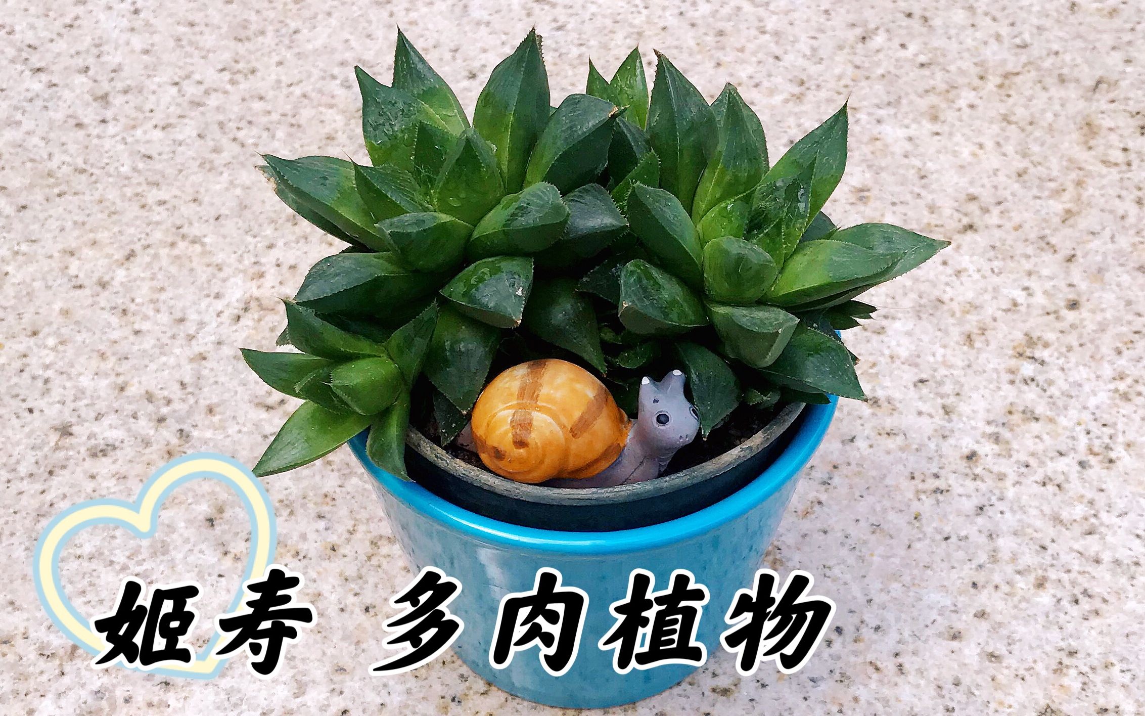 姬寿 多肉草本植物 养护要点 叶短肥厚 小巧可爱