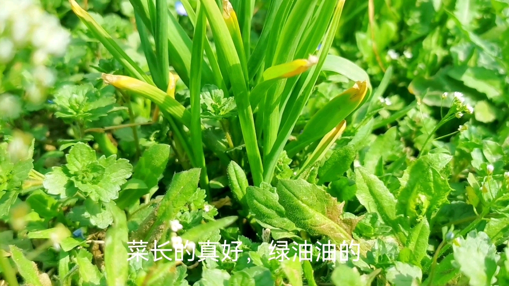 春天这时候是吃蒸菜的季节.今天蒸荠菜,特别好吃哔哩哔哩bilibili