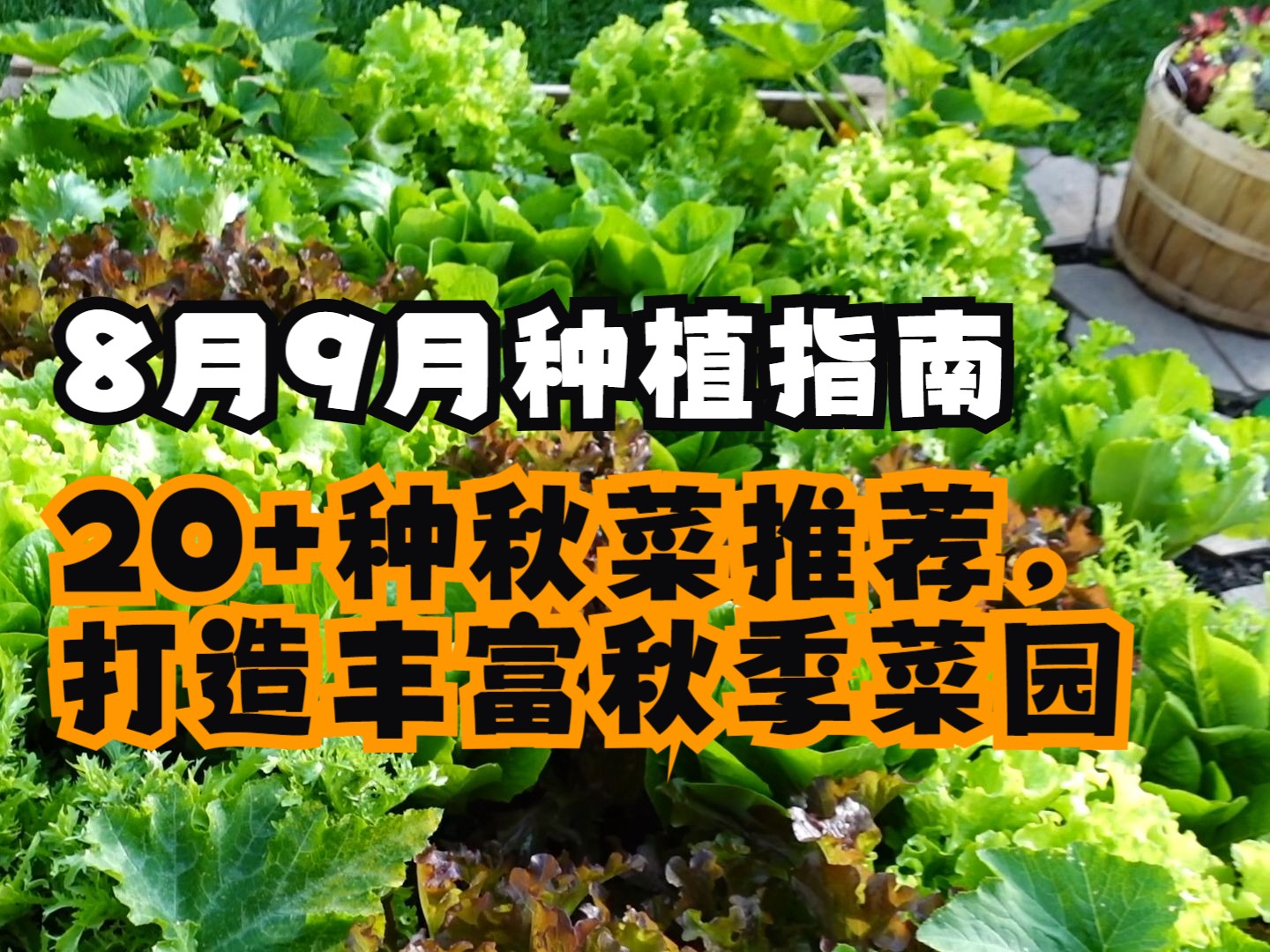 8月9月种植指南:20+种秋菜推荐,打造丰富秋季菜园哔哩哔哩bilibili