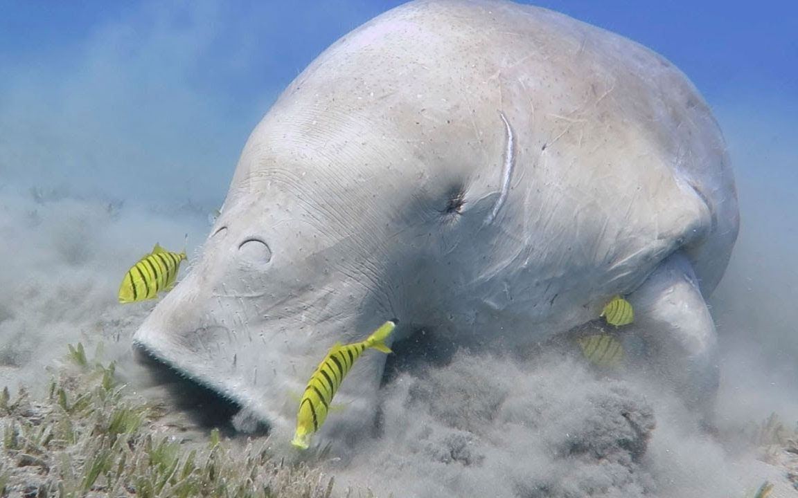 【自然】為什麼儒艮常被誤認為美人魚?外形差太遠了