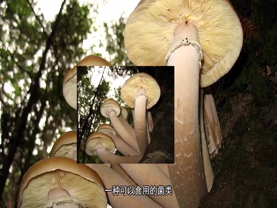 地球上寿命最长的物种排行,最后一类可以永生哔哩哔哩bilibili