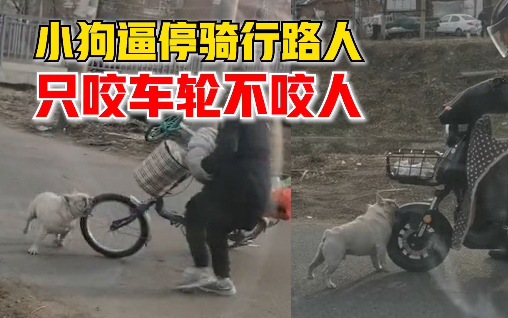 小狗逼停骑行路人只咬车轮不咬人,路人:狗主人追了15分钟才逮住哔哩哔哩bilibili